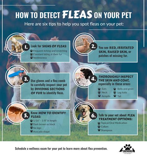 What Is The Best Dog Flea And Tick Prevention