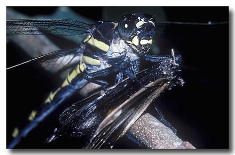 Giant Petaltail - Dragonfly - Lochman TransparenciesLochman Transparencies