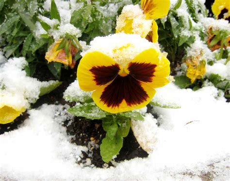 How to Care for Pansy Flowers in Winter | Gardener’s Path