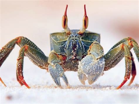 Crab walking on sand wallpapers and images - wallpapers, pictures, photos