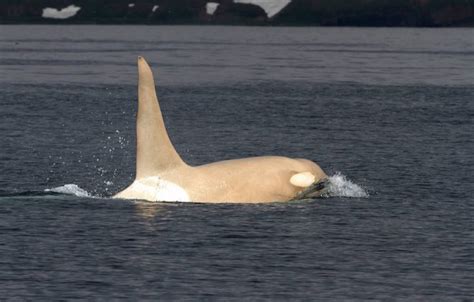 Rare All-White Orca Whales Spotted in Pacific Ocean