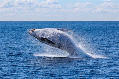 Blue Whales are Making a Comeback in the Atlantic | Earth.Org