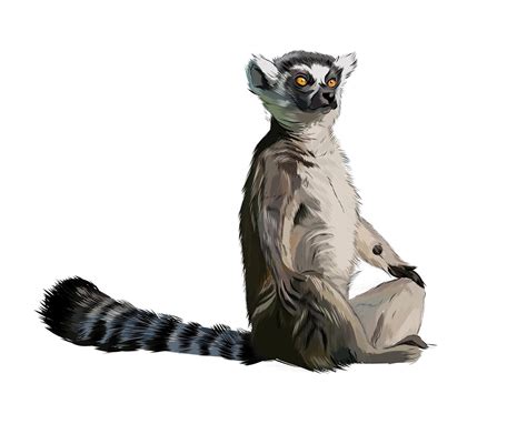 Lemur from a splash of watercolor, colored drawing, realistic. Vector ...