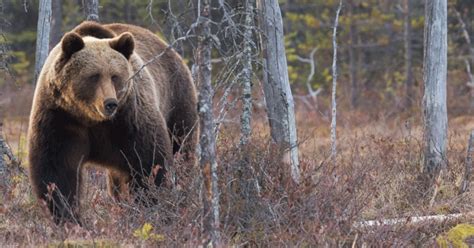 Hunter shoots grizzly bear in self-defense near Henrys Lake - EIN Presswire