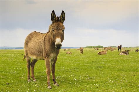 Burros: características, comportamento e habitat desses equinos