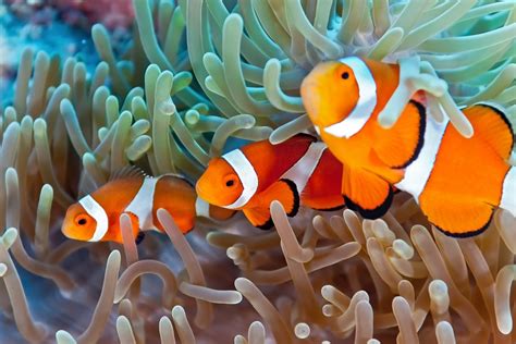 8 Popular Types of Clownfish (Clownfish Species Guide)