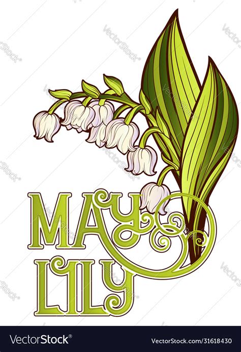 May lily Royalty Free Vector Image - VectorStock