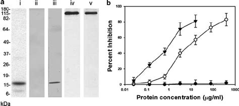 Production of rabbit anti-ABL antibody to use as immunogen in mouse ...