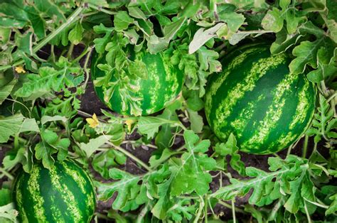 Watermelon Companion Planting Guide - TrendRadars