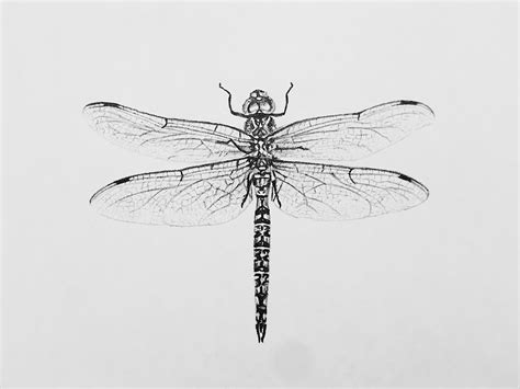 Dribbble - dragonfly-dribbble.png by Brian Collier