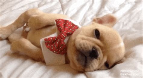 Tired Jet Lag GIF by The BarkPost - Find & Share on GIPHY