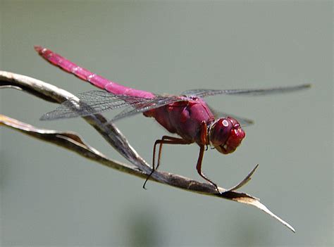 Dragonfly | Fact-Info and Photos 2012 | The Wildlife