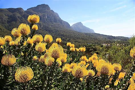 Table Mountain, South Africa - WorldAtlas