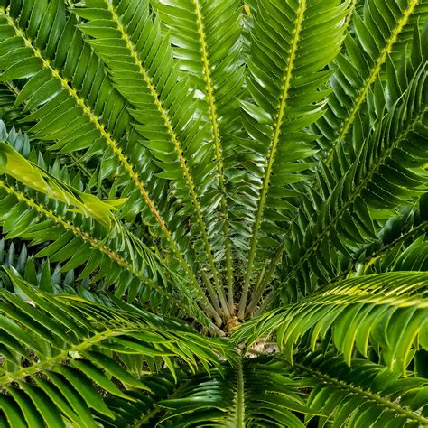 Cycads: Encephalartos transvenosus x woodii