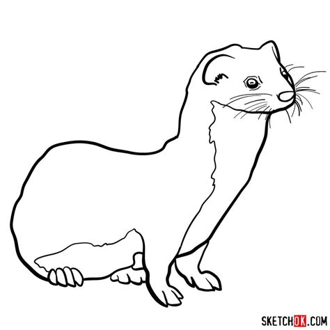 How to draw a weasel | Drawings, Easy drawings, Animal drawings