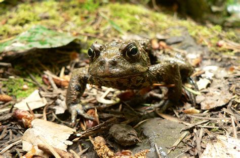 Can Toads Heal Themselves of Deadly Chytrid Fungus?