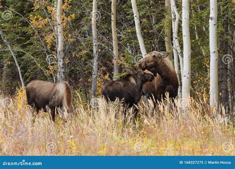 Mother Moose with Calves in High Grass in Alaska Stock Image - Image of calf, wilderness: 168327275