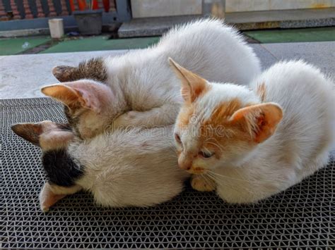 Cute Kitten, Drinking Mother S Milk. Adorable White Cat Stock Image - Image of snout, animal ...