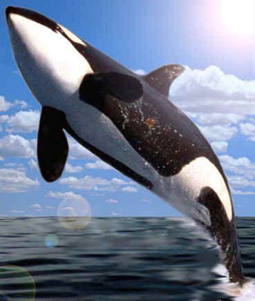 Orca jumping | Marine animals, Ocean animals, Orca whales