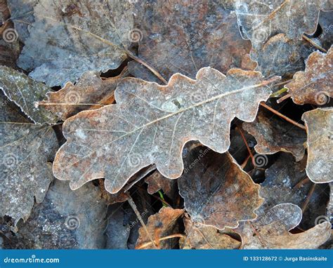 Brown Snowy Oak Tree Leaves in Autumn, Lithuania Stock Photo - Image of shining, white: 133128672