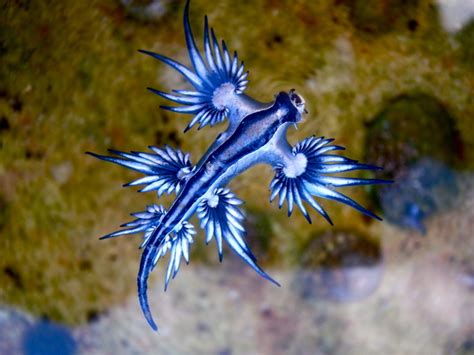 The blue bottles are coming, but what exactly are these creatures? - CSIRO