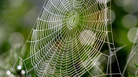 Why Don't Spiders Stick to Their Own Webs? | Mental Floss