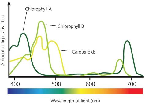 Aromaticity makes chlorophyll an efficient absorber of light Light ...