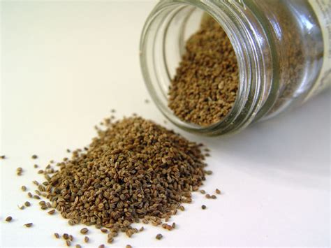 Celery Seed - Extract, Health Benefits, Substitute, Side Effects