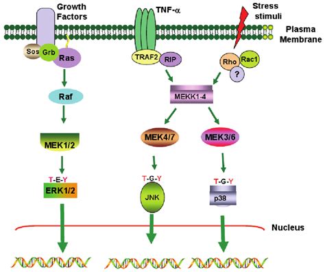 A simplified view of the mitogen-activated protein kinase (MAPK ...