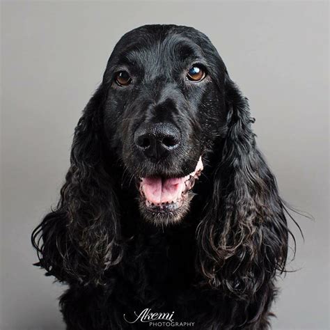 Gorgeous black cocker spaniel | Cocker spaniel, Cocker spaniel dog ...