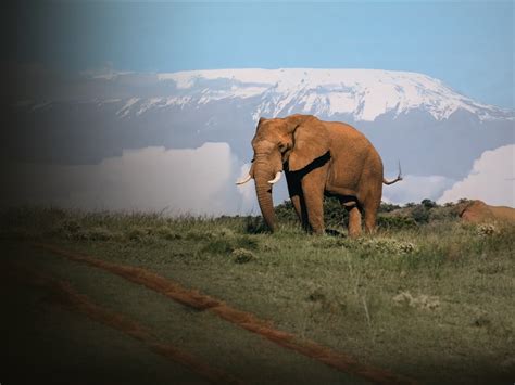 Elephants of Kilimanjaro - Apple TV