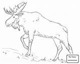 Bull Elk Coloring Pages sketch template