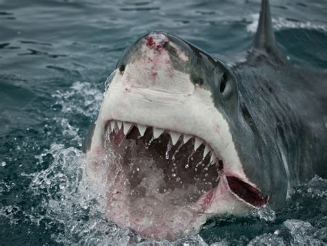Great white sharks use glare of the sun to hunt down prey [Video]
