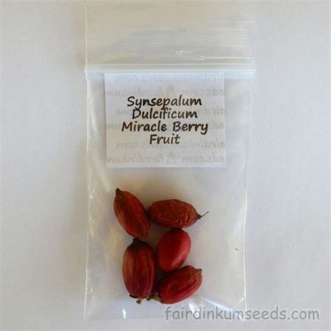 Synsepalum Dulcificum Miracle Sweet Fruit Berry Seeds | Fair Dinkum Seeds