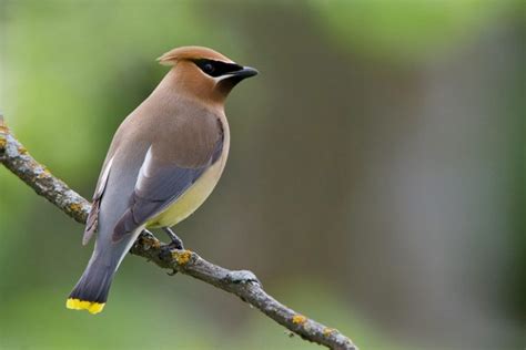 Cedar Waxwing Facts, Habitat, Diet, Life Cycle, Baby, Pictures