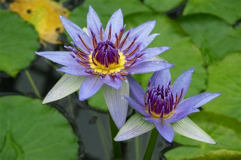 Nymphaea caerulea (Egyptian Blue Water Lily)