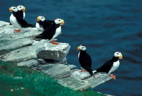 Horned Puffin - Fratercula corniculata - NatureWorks