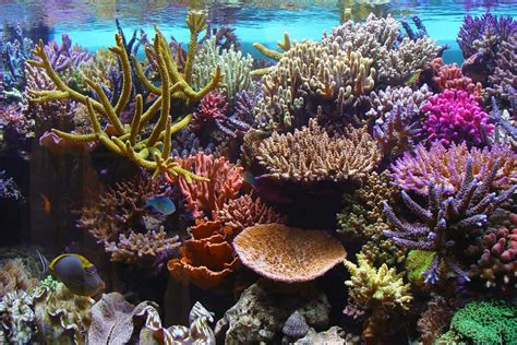 15 Causes of Coral Reef Destruction - Effects - DeepOceanFacts.com