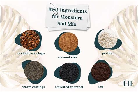 Which Type of Soil Is Best for Monstera?