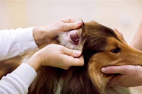 Ear Mites in Dogs: How to Tell If Your Dog Has Ear Mites | Reader's Digest