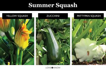 Growing Summer Squash: Plant Care and Harvesting Guide | LoveToKnow