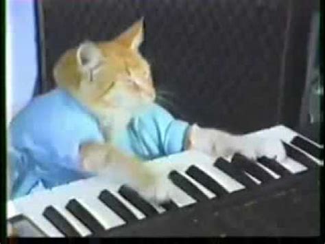 cat playing piano!!! - YouTube