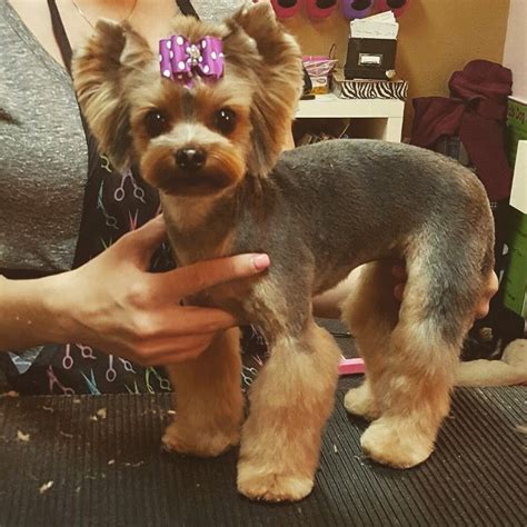 Yorkie. | Yorkie dogs, Yorkie lovers, Yorkie puppy haircuts