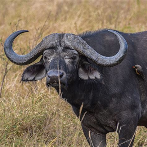 Kilimanjaro Wildlife, Don't expect a lot of sightings they are rare.