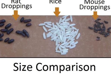 Mouse Poop 101: How to Identify & Clean Droppings