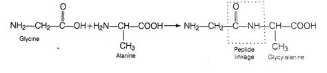 Structure of glycine and alanine are given below. Show the peptide ...