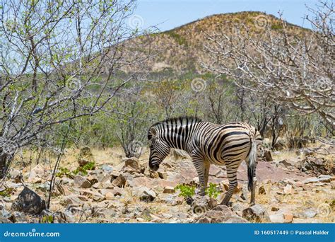 One Zebra Scavenging in Natural Savanna Habitat in Namibia Stock Image ...