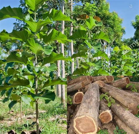 Indian Teak Wood Tree Seed Tectona Grandis Tree Burmese | Etsy