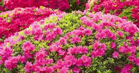 Growing The Azalea Plant: How To Care For The Azalea Flower