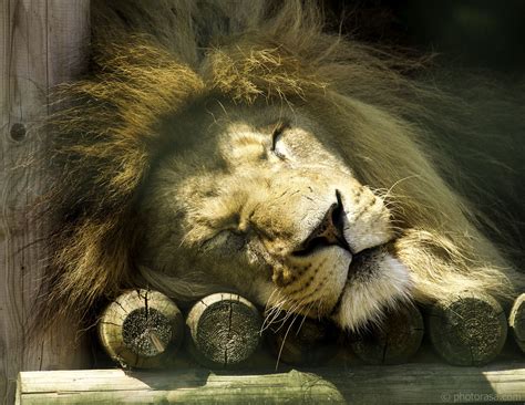 sleeping lion - Photorasa Free HD Photos